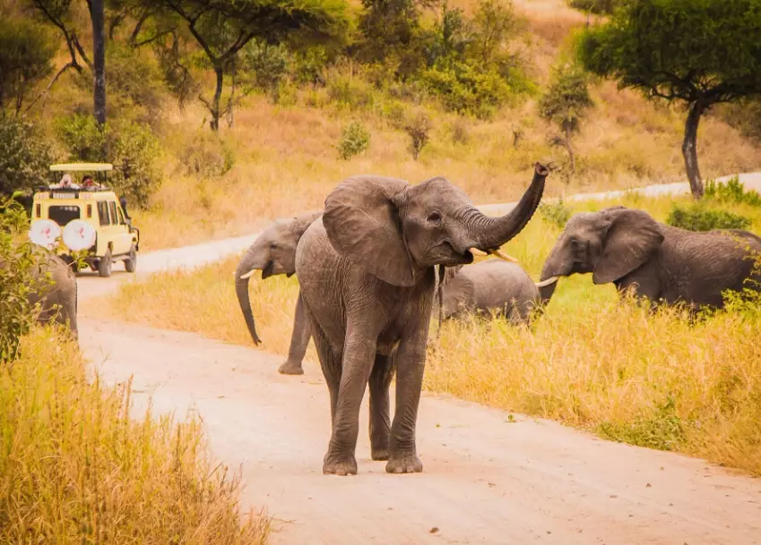 best time for African safari best time for African safari