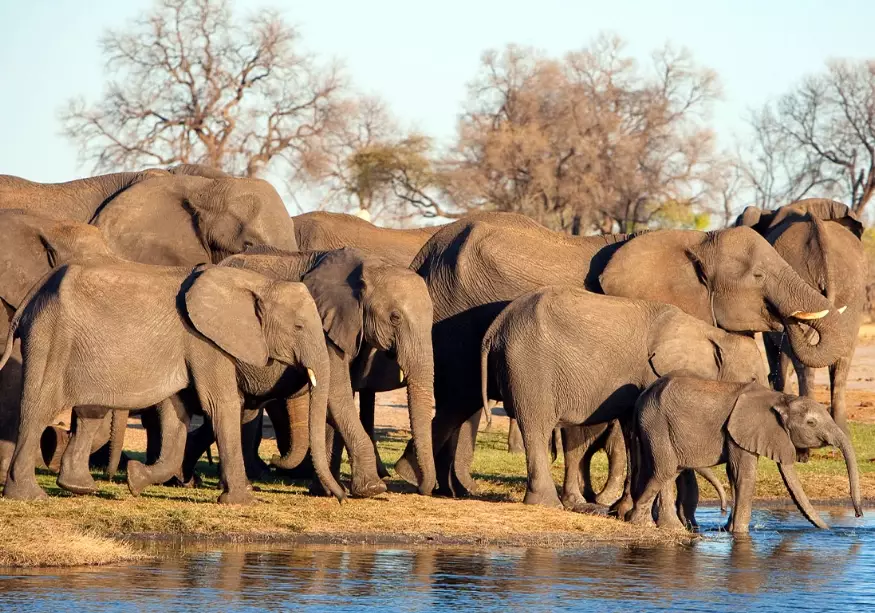 African safari tours African safari tours