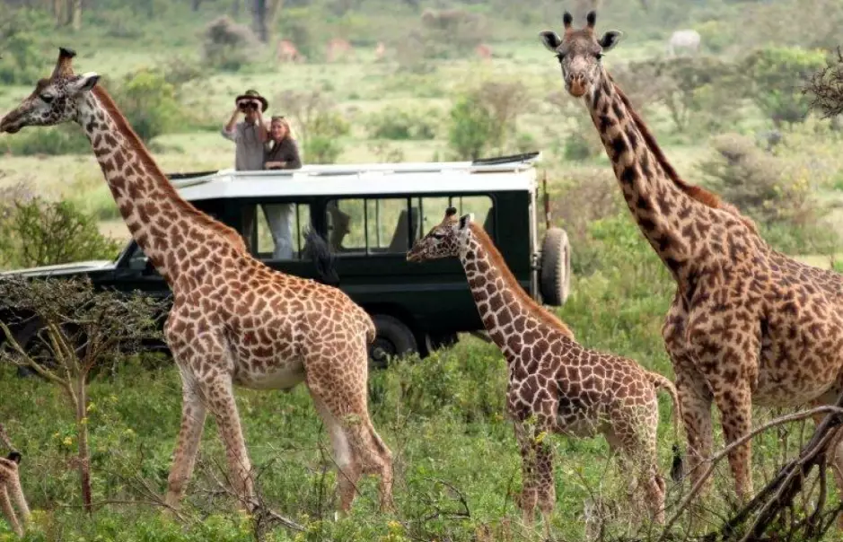 best time for African safari best time for African safari