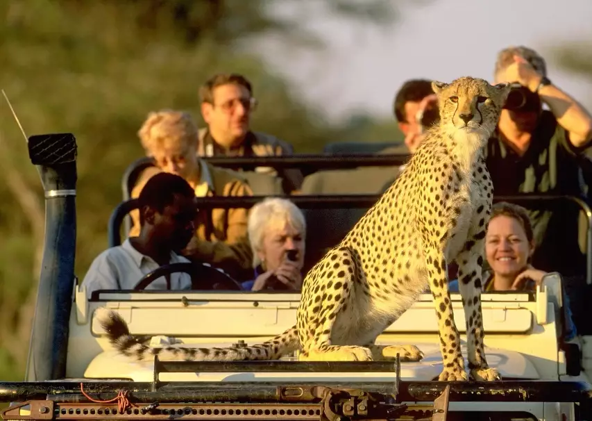 African safari tours African safari tours