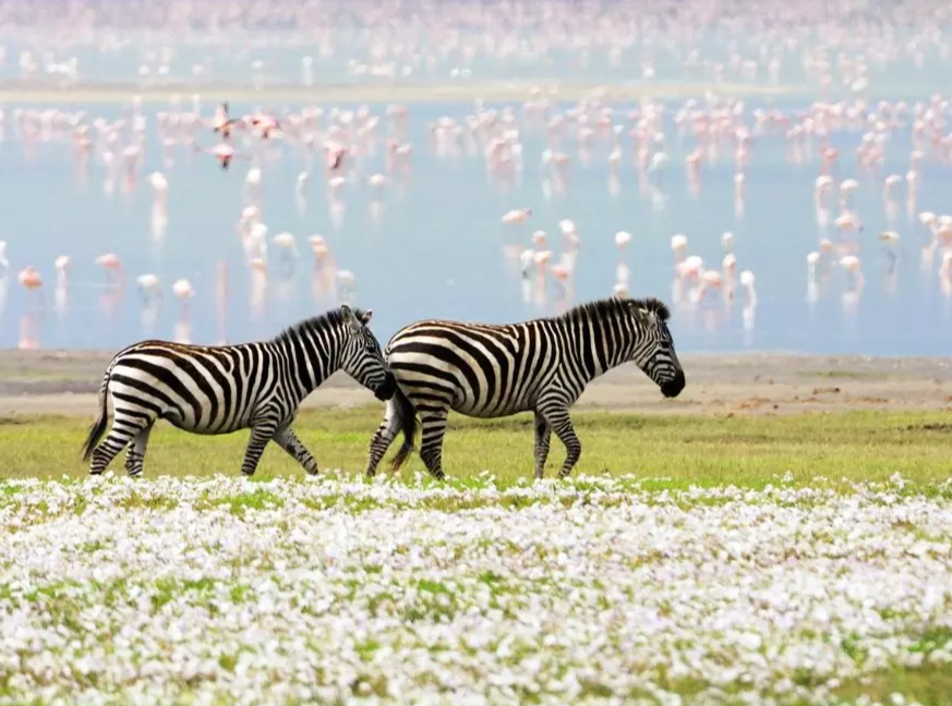 best safari destinations