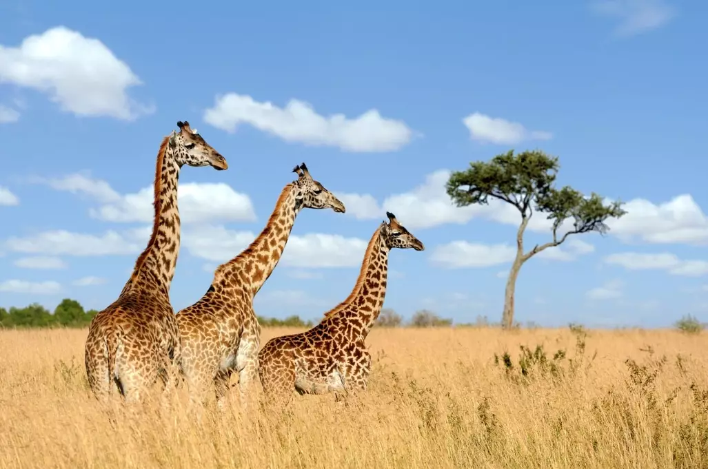 luxury safari tours