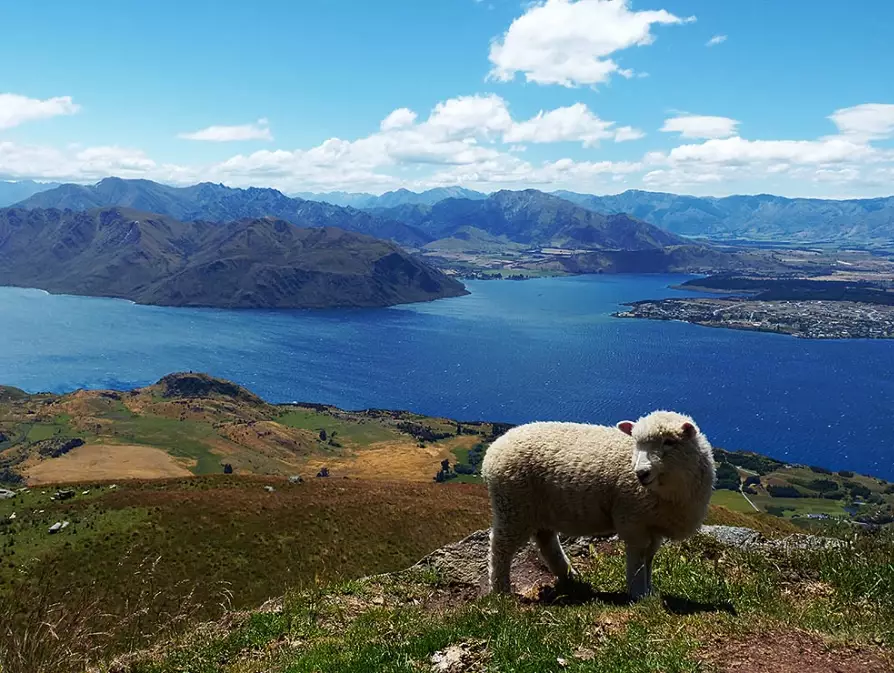 must-see New Zealand