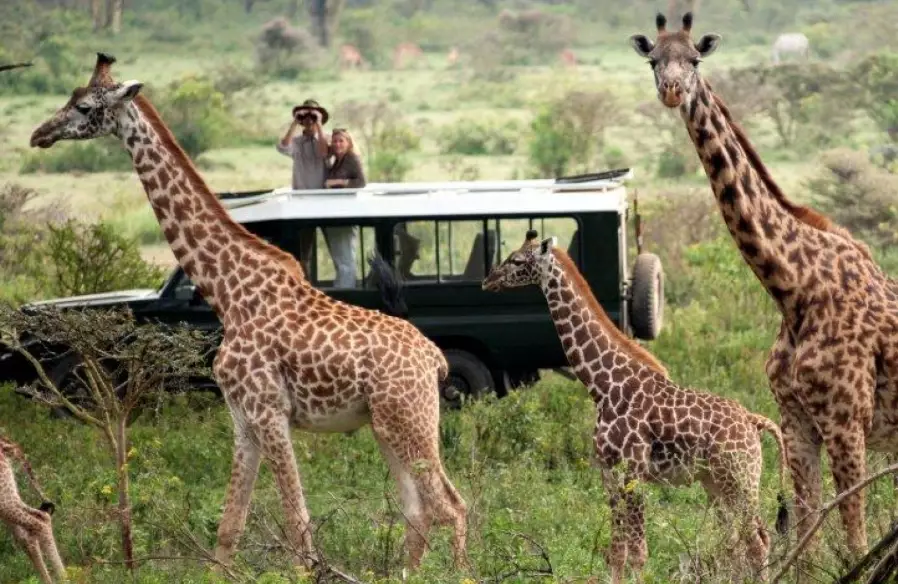 safari travel tips