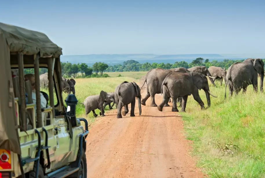 safari travel tips