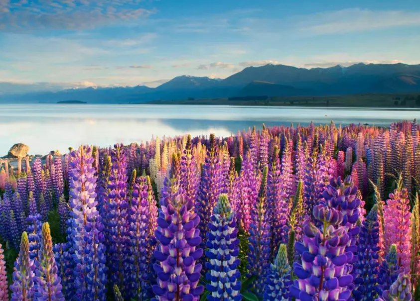 flower viewing New Zealand