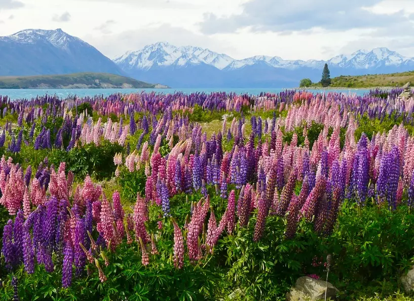 best time to visit New Zealand for flowers
