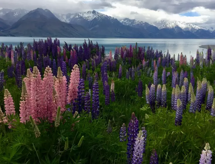 New Zealand flower season