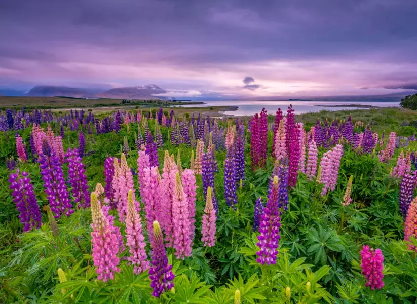 New Zealand flower season