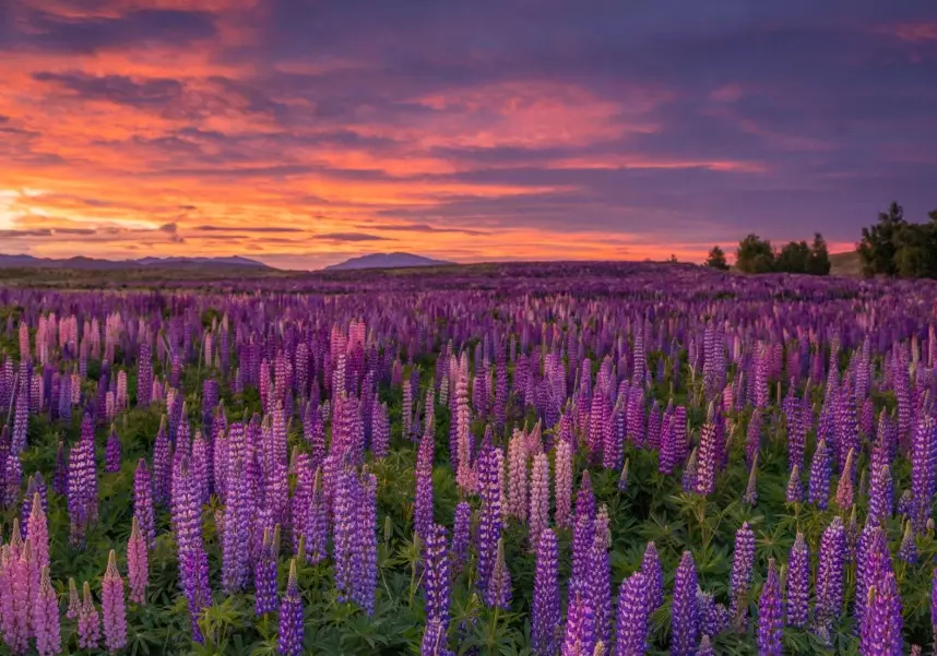 best time to see lupins best time to see lupins