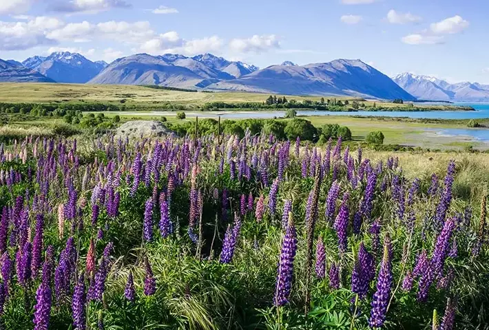 best time to see lupins best time to see lupins