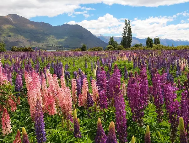 South Island lupin fields South Island lupin fields