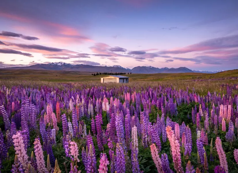 lupins New Zealand lupins New Zealand