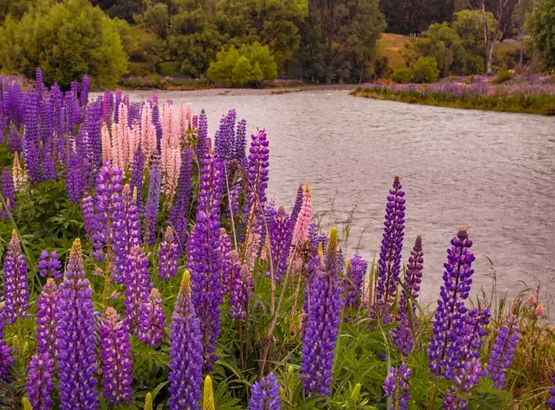 South Island lupin fields South Island lupin fields