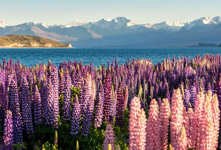 Best time to visit New Zealand for lupins