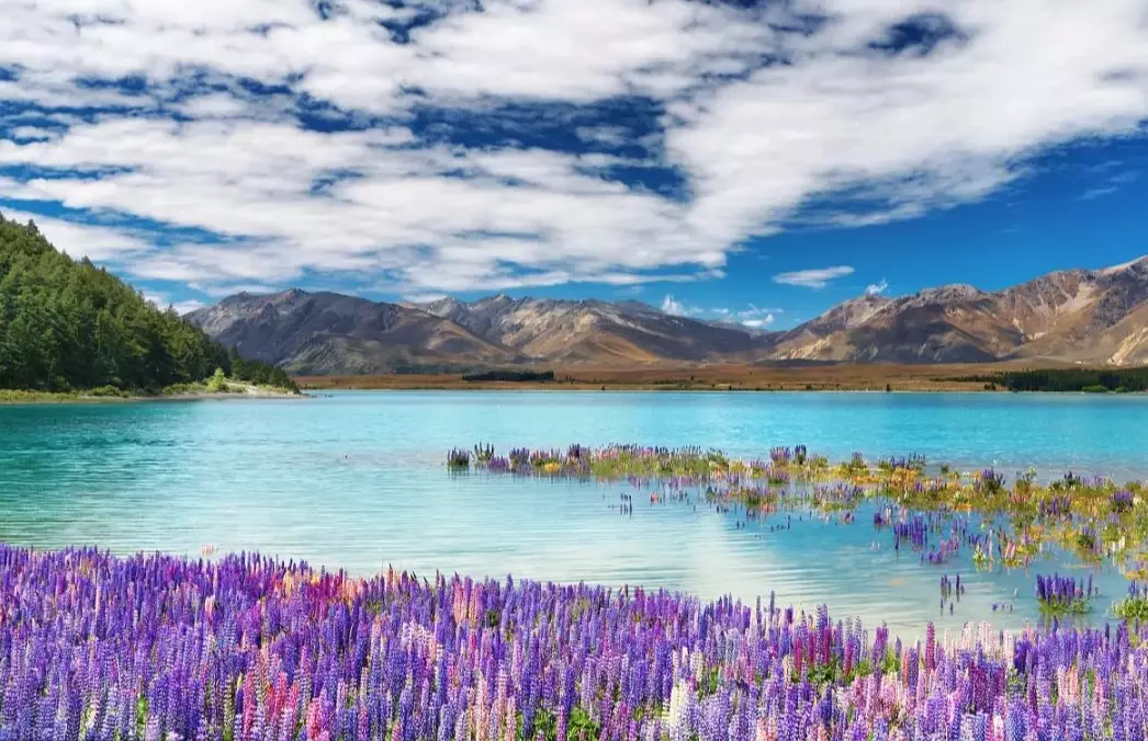 American tourists in New Zealand American tourists in New Zealand